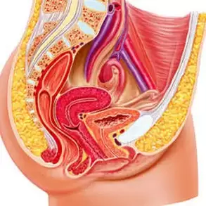 female genitourinary system and gee point