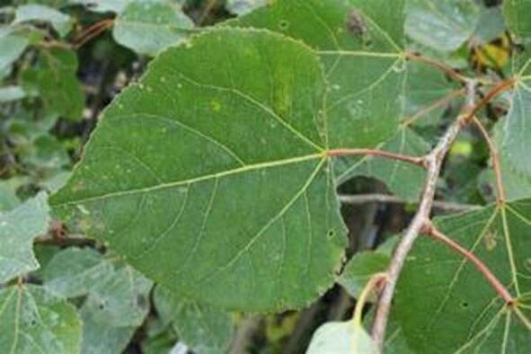 Aspen leaves for healing healing