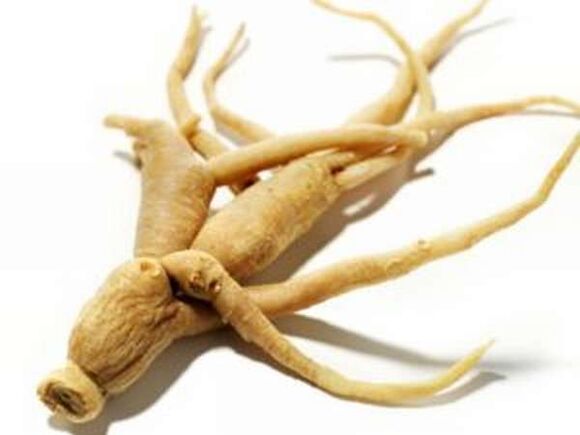 The root of ginseng